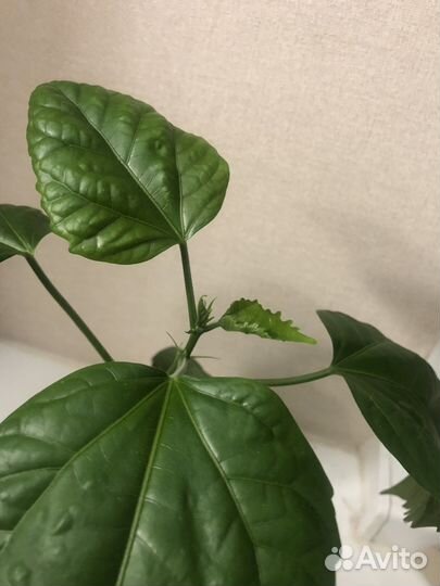 Гибискус китайская роза