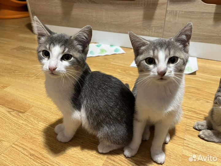 Египетская Мау котята