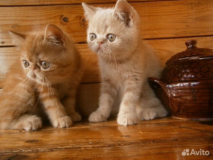 Котята Экзоты Мальчик и Девочка