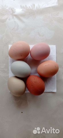 Домашние куриные яйца