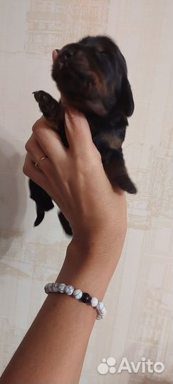 Щенки таксы