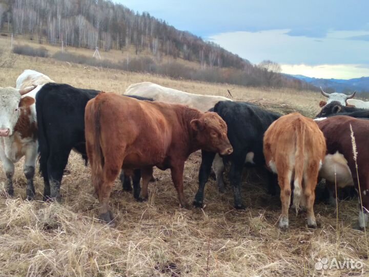 Продам бычков