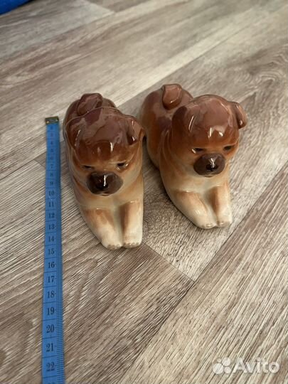 Собаки чау чау лфз