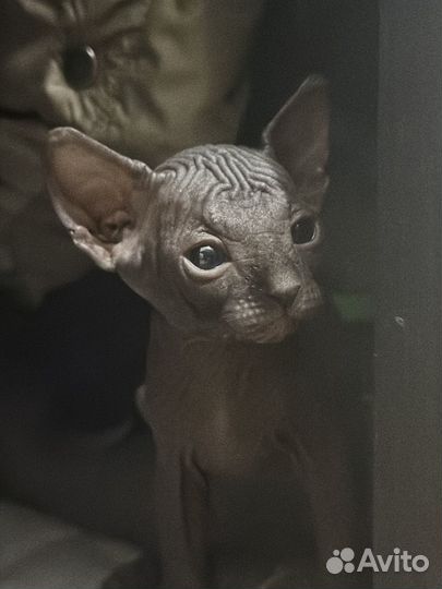 Канадский сфинкс