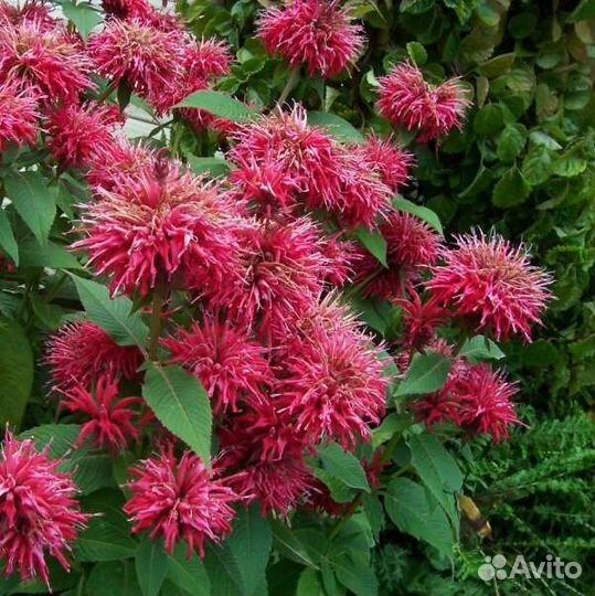 Многолетники для дачи