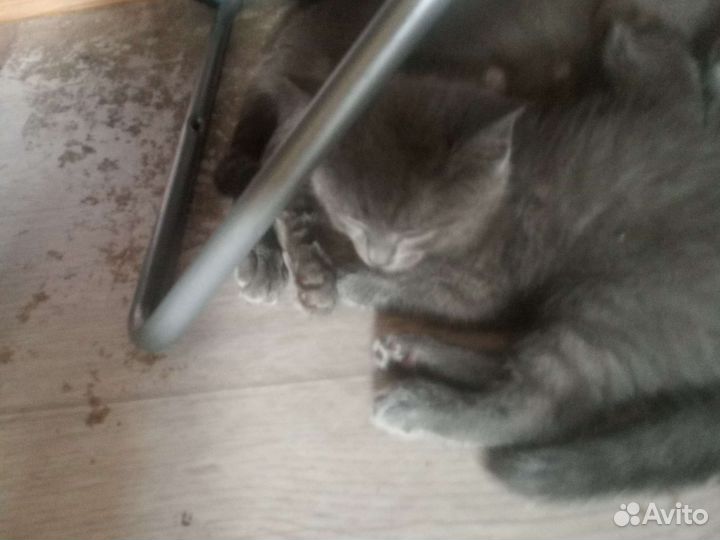 Кошка в дар бесплатно