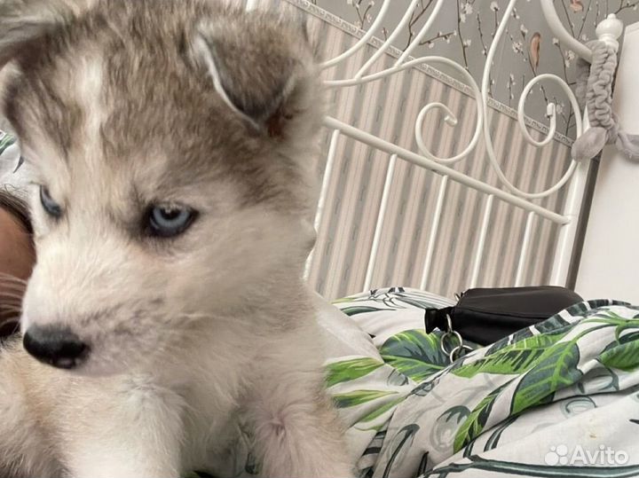 Сибирский хаски