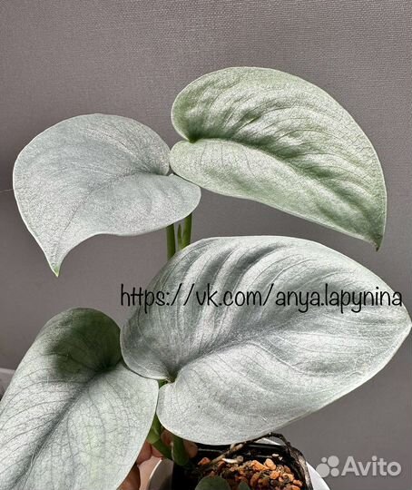 Сциндапсус Платинум platinum