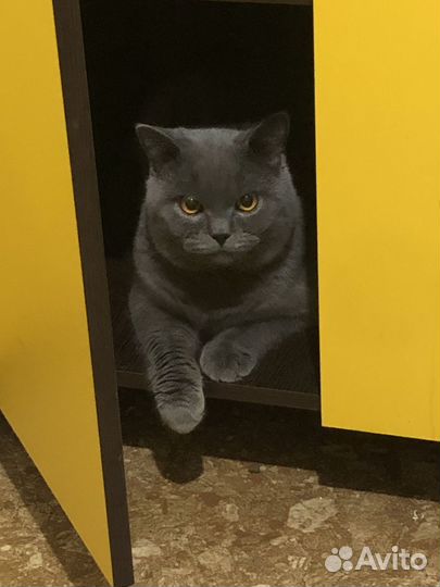 Британский кот