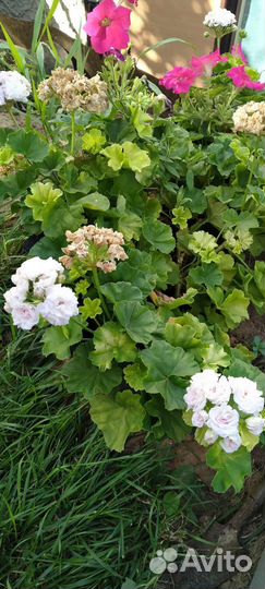 Герань пеларгония розебудная