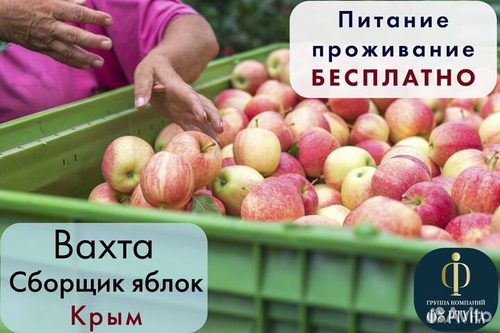 Сборщик яблок проживание и 3-х разовое питание