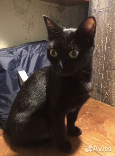 Кошка в дар бесплатно