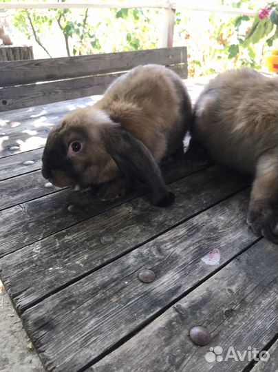 Французский баран