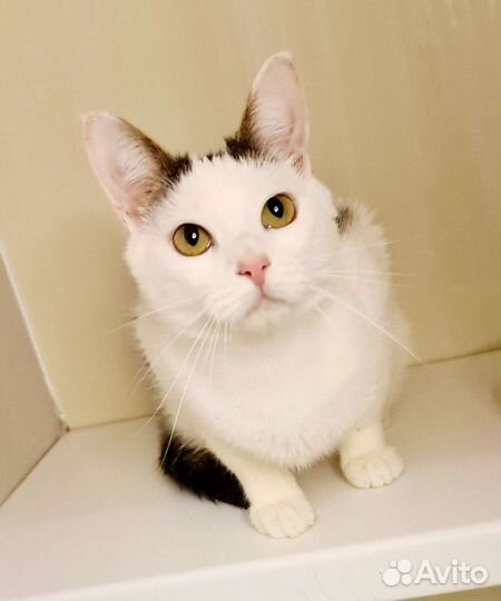 Тима ищет дом