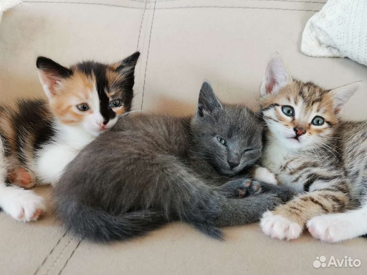 Бесплатно кошечки