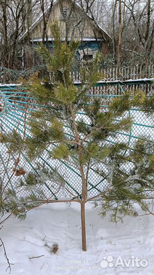 Лапник сосны