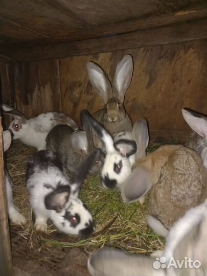 Кролики. 5 мес
