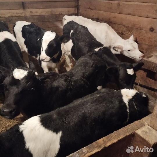 Телята бычки