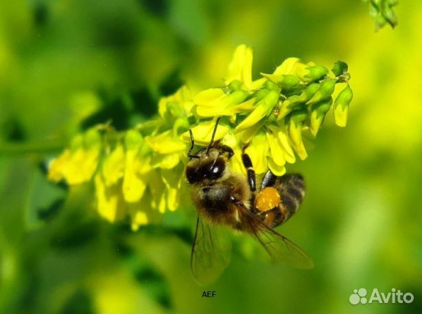 Мед 24 года Алтайский опт