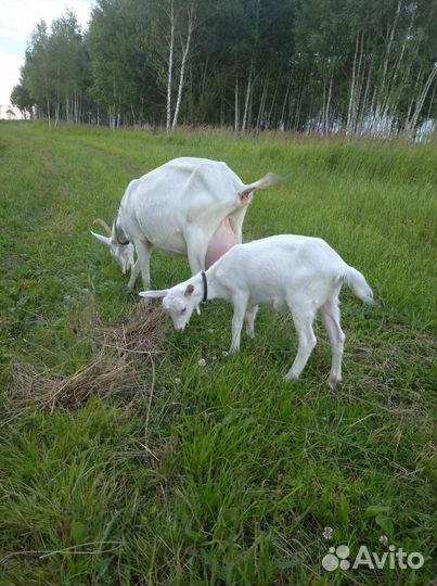 Козочка зааненская