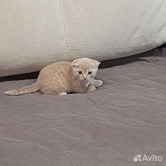 Шотландская вислоухая кошка бесплатно