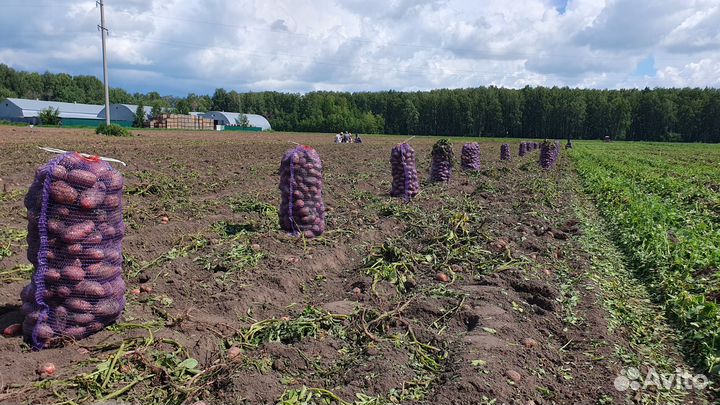 Картофель 2023г от производителя