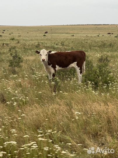 Телята телка