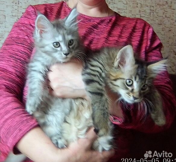Котята мейн кун