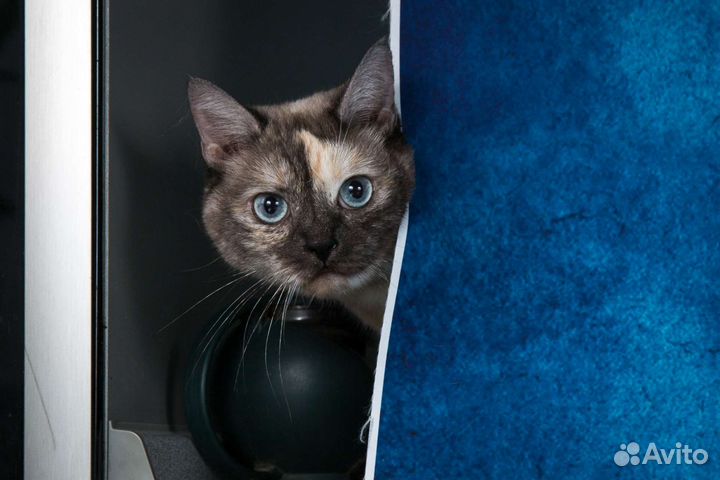 Голубоглазая кошка ищет дом