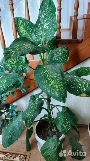 Диффенбахия