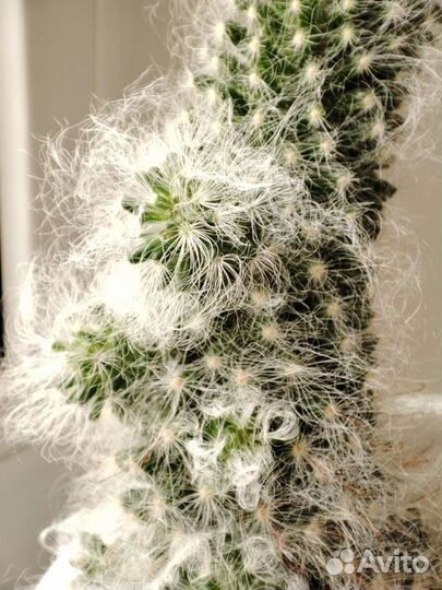 Пушистый кактус маммилярия боксанская