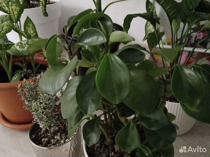 Пеперомия туполистная