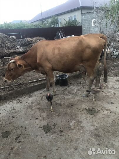 Коровы дойные молочные