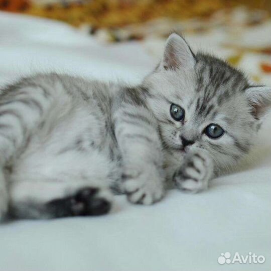 Продаются шотладские мраморные котята