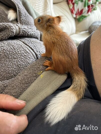 Алтайская белка. Телеутка. Ручные бельчата. Вольер
