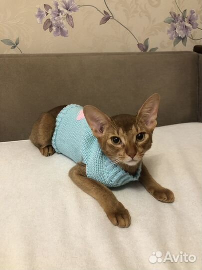 Одежда для кошки