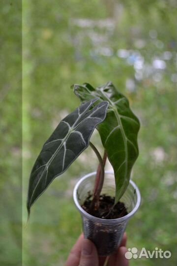 Алоказия Полли