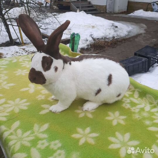 Кролики великаны