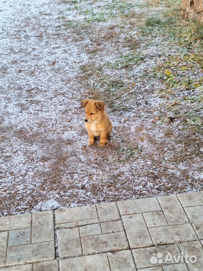 Щенки, брошенки