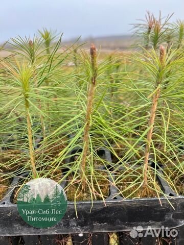 Сеянцы зкс Сосна окс Ель Лиственница Горная