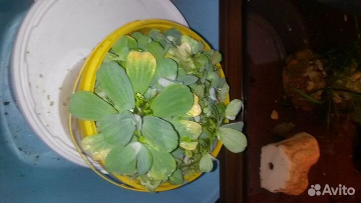 Боция тигровая (пара), Пистия