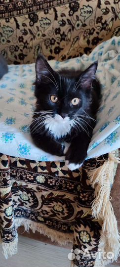 Котёнок Миша