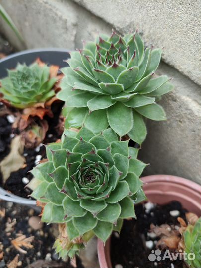 Уличные суккуленты