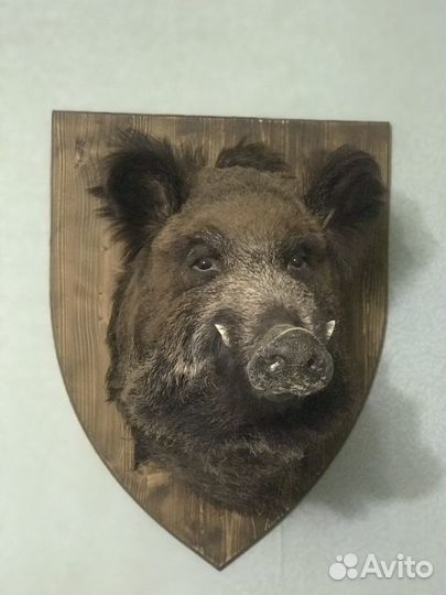 Голова кабана