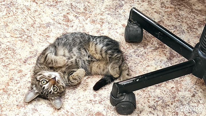 Кошечка в добрые руки