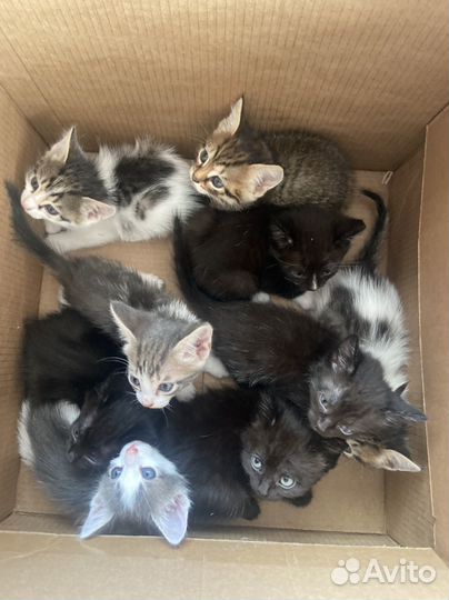 Котята в добрые руки