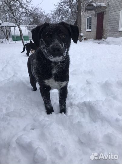 Барон и Балу в добрые руки