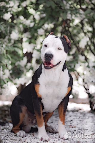 Американский питбультерьер