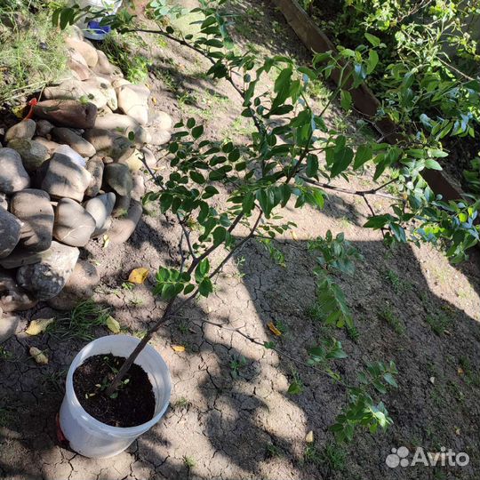 Дерево Унаби китайский финик