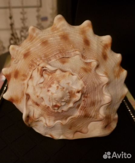 Морские ракушки